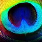 CANVAS PHOTO FRAME WITH HIGH RESOLUTION PRINTING - PEACOCK FEATHER