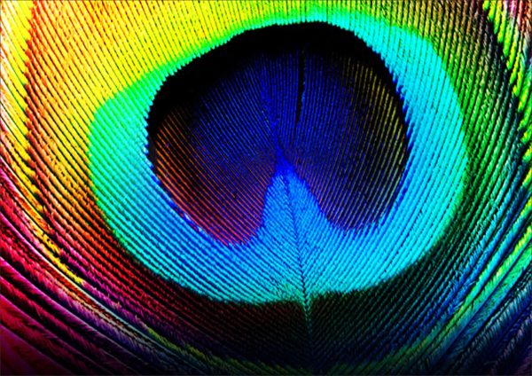 CANVAS PHOTO FRAME WITH HIGH RESOLUTION PRINTING - PEACOCK FEATHER