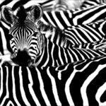 CANVAS PHOTO FRAME WITH HIGH RESOLUTION PRINTING - BLACK & WHITE ZEBRA