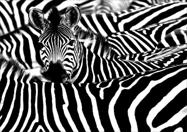 CANVAS PHOTO FRAME WITH HIGH RESOLUTION PRINTING - BLACK & WHITE ZEBRA